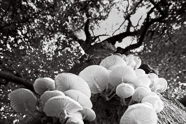 Tree Fungi, Cumbria