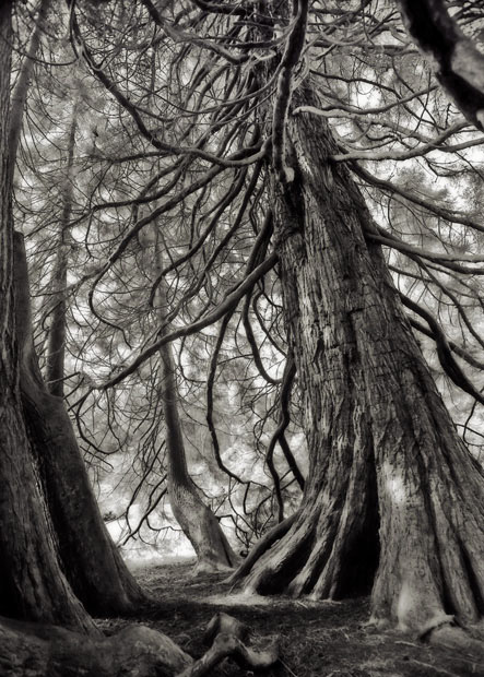 Redwood Study
