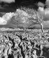 125_2557-ir.jpg