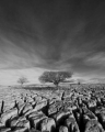 CRW_4925bw.jpg