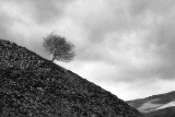 CRW_5985-bw.jpg