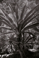 DSC01658-b.jpg