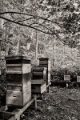 L1020540.jpg