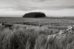 Copse Near Craggs in Bowland - Ref: 00178