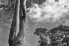 The Man who fell down to Earth, Lady of Bowland (inverted)