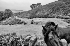 Sykes Farm, Forest of Bowland