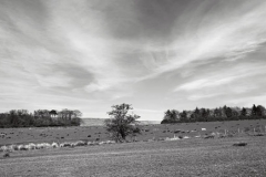 Copse Of Trees, Forest Of Bowland Ref:4529