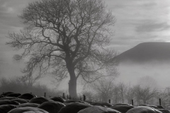 Misty Pendle - Ref:6764